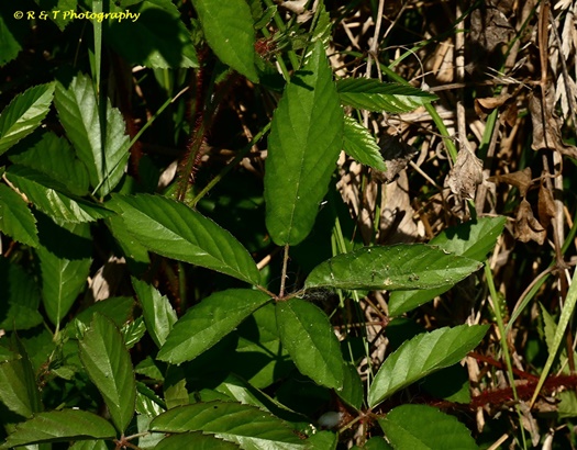 {Rubus trivialis}